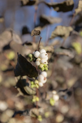 snowberry branch in autumn