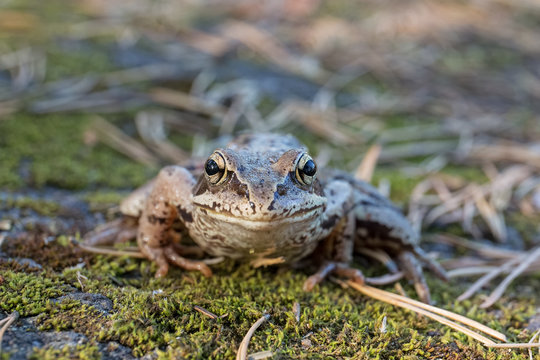 portrait of toad closeup