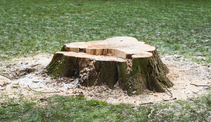 Obraz premium Stump of a felled tree in a grass field