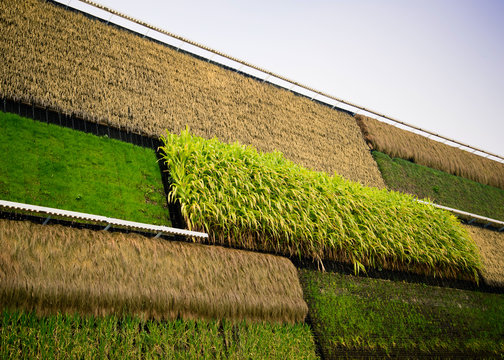 vertical cultivation
