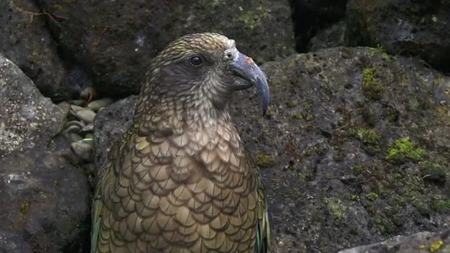 Kea (Nestor notabilis) the world&rsquo;s only mountain parrot native to New Zealand.