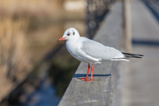 White seagull on urban background.