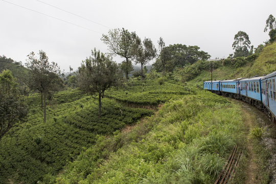 Viejo tren caminando por las plantaciones de te de Ella, Sri Lanka.