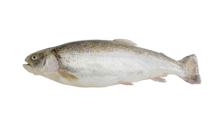 Rainbow trout on a light background