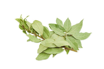 Branch of a bay laurel and several dried bay leaves