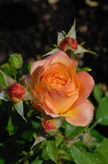 rose orange