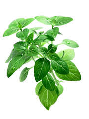 Lemon basil isolated, clipping path