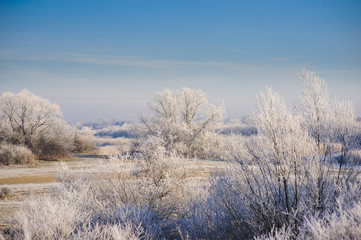 Obraz na płótnie Canvas Winter landscape with trees