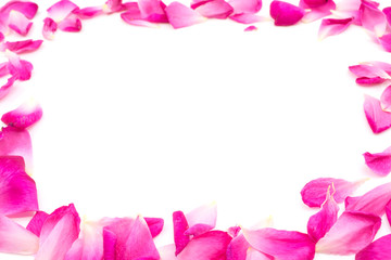 rose border isolated on white background