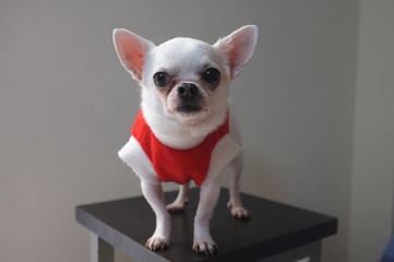 Sitting Chihuahua in red shirt