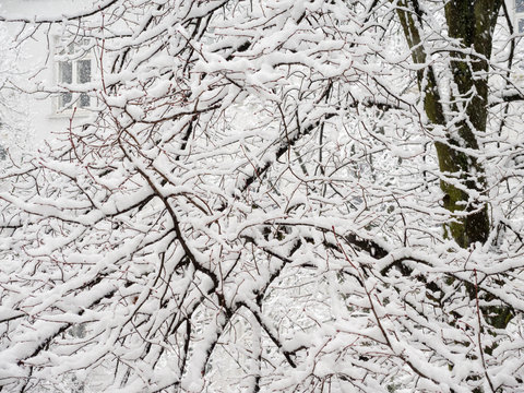 Verschneite Äste eines Lindenbaums mit Fenster im Hintergrund