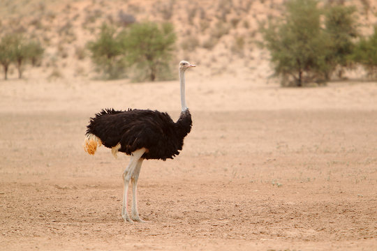 Struś afrykański (Struthio camelus) na Pustyni Kalahari