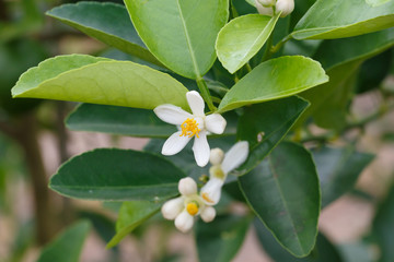 White flower