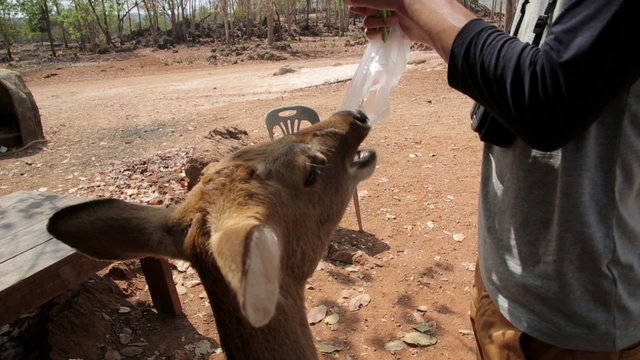 Feeding bambi by hand, tiger temple, bangkok, thailand