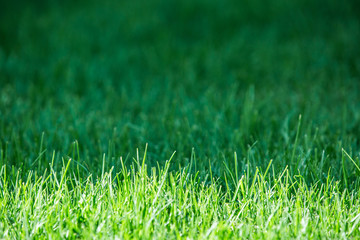 Fresh green grass. Close up.