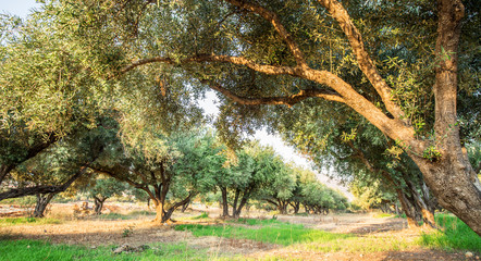Olive trees garden.