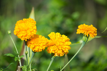 marigold garden nature background