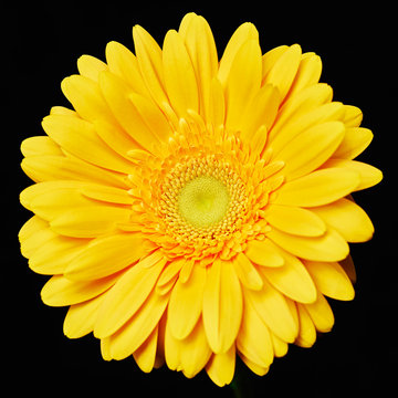 Yellow herbera