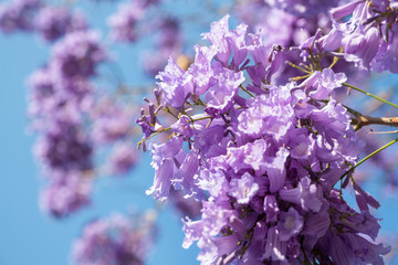 Lilac flowers on blue sky background