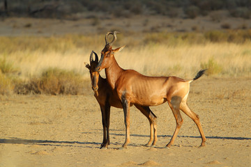 bawolec rudy (Alcelaphus caama), kama na Pustyni Kalahari © andrzej_67