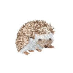 Hedgehog/ Watercolor painting. Can be used for postcards, prints, paper wrapping and design
