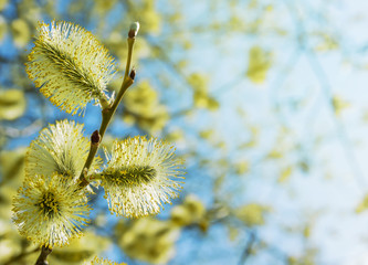 Flowering branch of willow on  background of the sunny sky