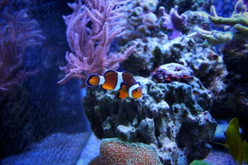 Ocellaris Clownfish (Amphiprion ocellaris) 
