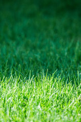 Naklejka premium Fresh green grass. Close up.