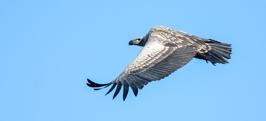 Soaring vulture