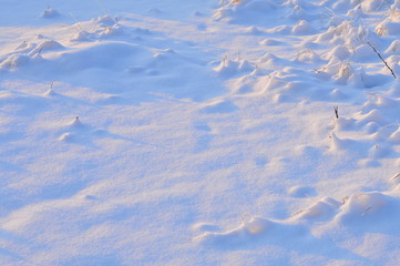 Cold winter weather all vegetation under the snow
