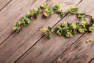 spring branch on wooden background