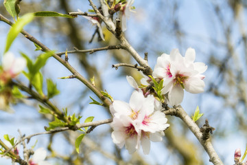 Fototapeta na wymiar Almond flowers