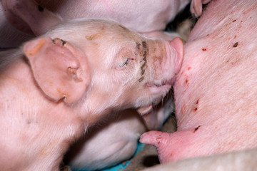 close up Piglet feeding breastfeeding mother