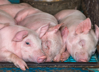 small pigs in thailand farm