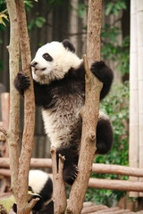 Obraz premium Baby of Giant Panda Bear