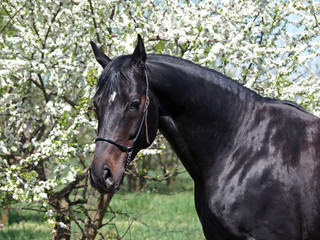 Portrait of dark-bay warmblood horse on a spring garden  background 