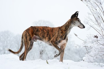 Galgo Espanol im Schnee