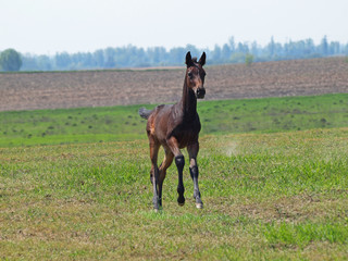 A dark -bay colt  gallops  on a green meadow