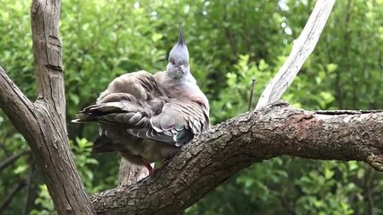 Female Crested pigeon (Ocyphaps lophotes) sit on a tree.  It is native bird to Australia.