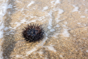 Urchin  at the coast line.