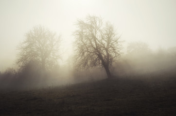 Obraz na płótnie Canvas trees in fog and sun rays morning landscape