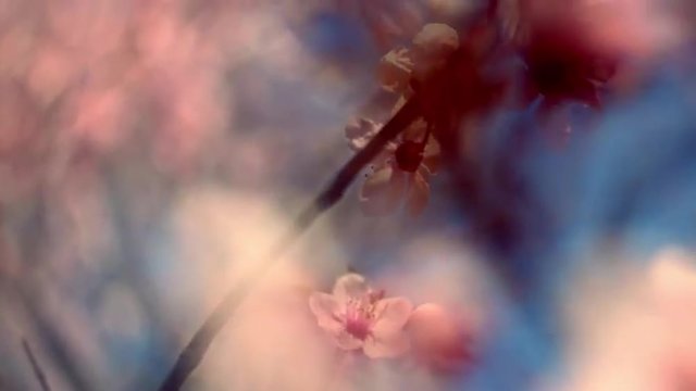 Close up panoramic view of blooming pink cherry branch with halo effect on blue sky. Silky nature scene of Japanese Sakura at sunset hours. Shallow dof. Slow motion full HD footage 1920x1080
