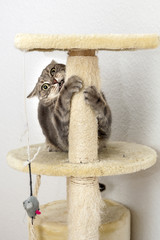 Cat playing on a cat tree