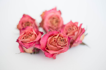 Dried pink roses
