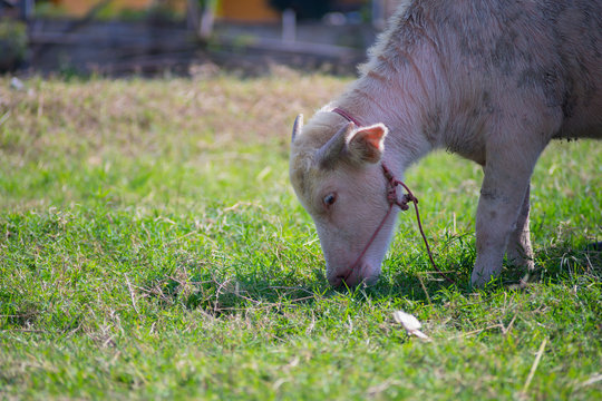 albino calf little buffallo eating gresses on the floor