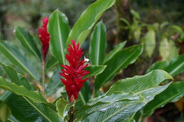 Red ginger flower with a tiny spider net.