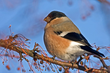 Eurasian Bullfinch (Pyrrhula pyrrhula, female) - one of the favorite birds of the Russian people.