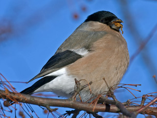 Eurasian Bullfinch (Pyrrhula pyrrhula, female) - one of the favorite birds of the Russian people.