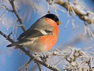 Eurasian Bullfinch (Pyrrhula pyrrhula, male) - one of the favorite birds of the Russian people