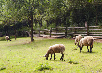 Fototapeta premium Sheep grazing